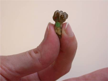 Baby Dwarf elephant tooth